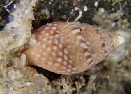 Pardalinops testudinarius