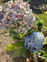 Hydrangeaceae