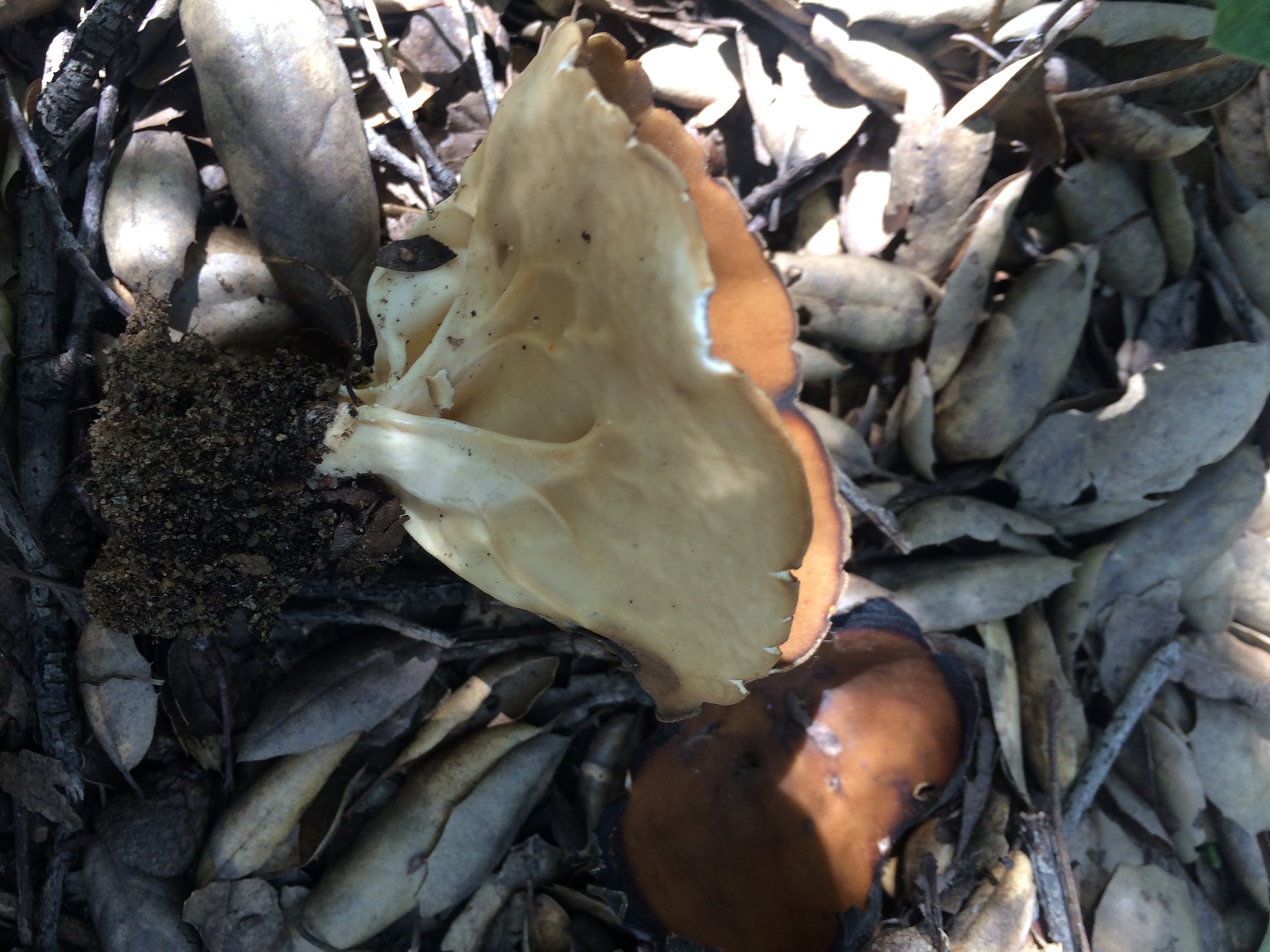 Helvella acetabulum image