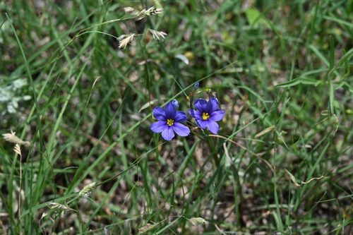 Sisyrinchium pruinosum, photograph 6
