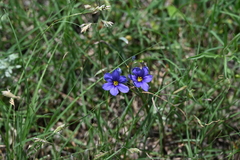 Sisyrinchium pruinosum, photograph author not stated, no rights reserved