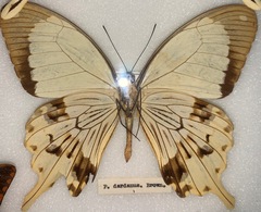 Papilio dardanus dardanus