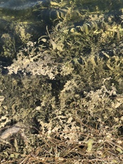 Cymodoceaceae