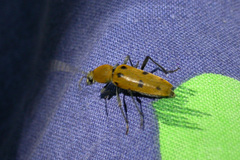 Chlorophorus glabromaculatus