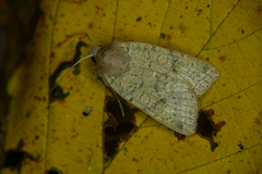 Agrochola laevis