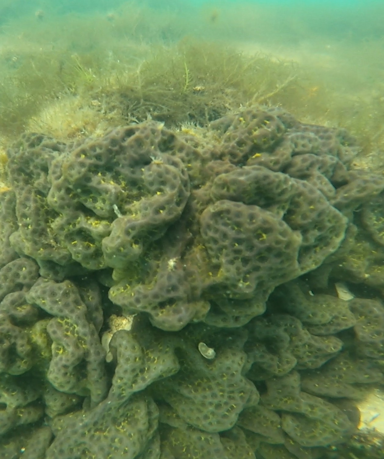 Sea Liver photo 5