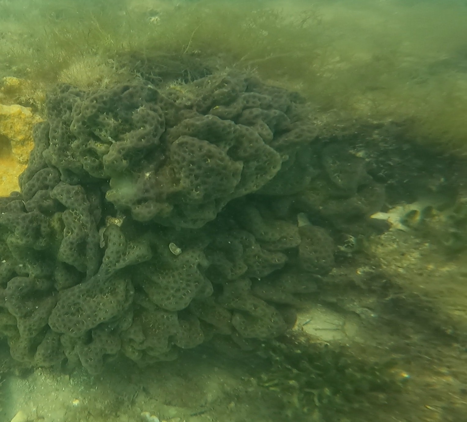 Sea Liver photo 6
