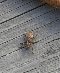 Polydrusus pilosus