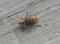 Polydrusus pilosus