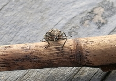 Polydrusus pilosus