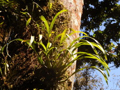 Prosthechea ochracea