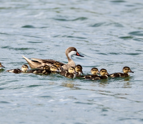 Canard des Bahamas