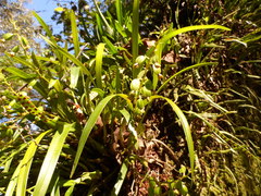 Prosthechea ochracea