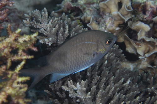 Chromis alpha observed 2026-04-26