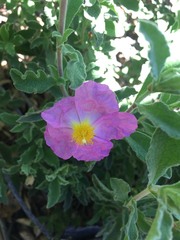 Cistus creticus eriocephalus