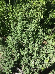 Cistus creticus eriocephalus