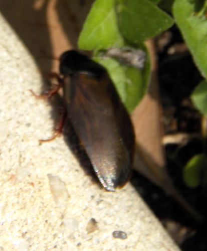 Surinam Cockroach photo 5