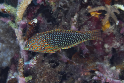 Ornate leopard wrasse (Macropharyngodon ornatus) — Labridae — 2