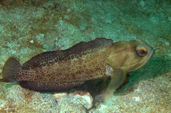 Finespotted Jawfish photo 1