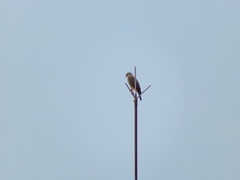 Rupornis magnirostris