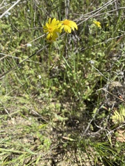 Senecio californicus