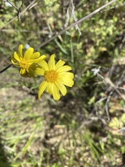 Senecio californicus