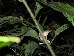 Pristimantis conspicillatus