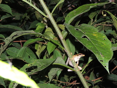 Pristimantis conspicillatus