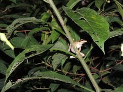 Pristimantis conspicillatus