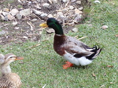 Anas platyrhynchos domesticus