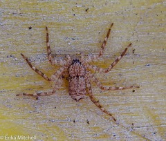 Selenops micropalpus