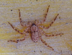 Selenops micropalpus