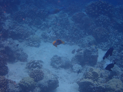Amphiprion maohiensis