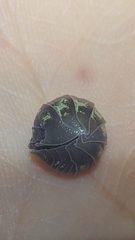 Armadillidium depressum