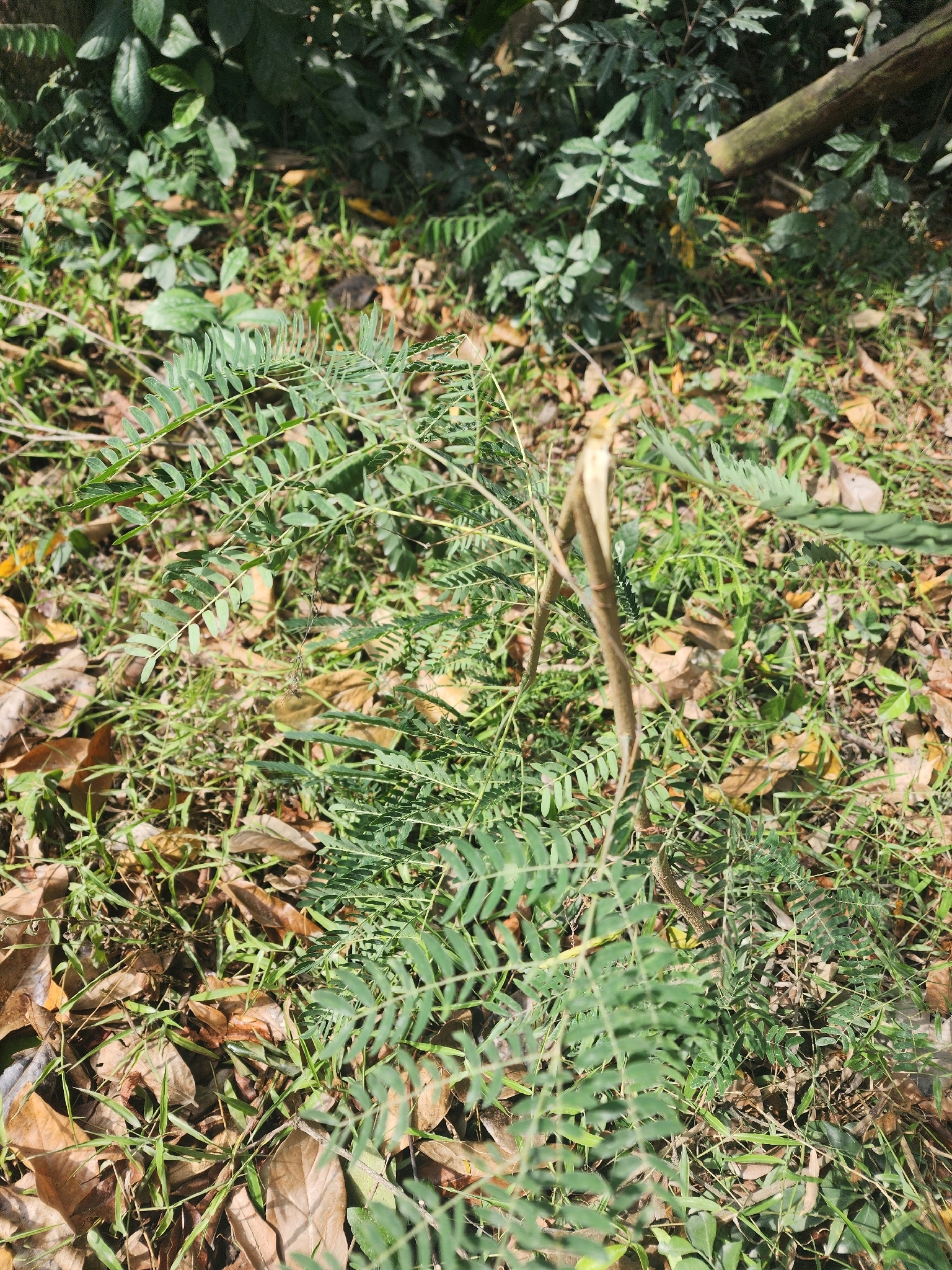 Leucaena leucocephala (Leucaena leucocephala)