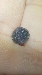 Armadillidium depressum