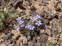 Langloisia setosissima