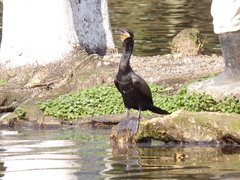 Nannopterum brasilianum