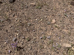 Langloisia setosissima