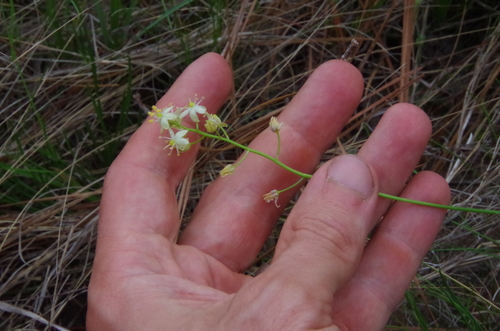 Image of Schoenolirion wrightii by (c) Eric Knight, some rights reserved (CC BY)