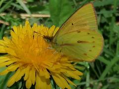Colias dimera