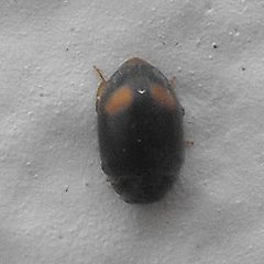 Nephus binaevatus