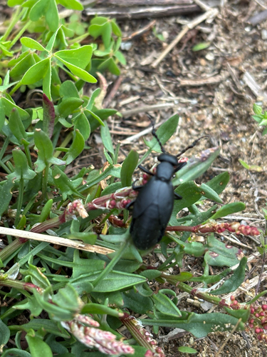 iNaturalist observation photo of Oil Beetles