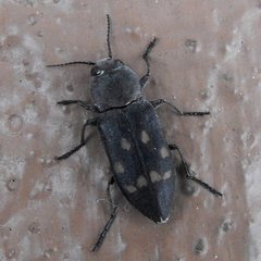 Melanophila consputa