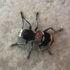 Clerus mutillarius