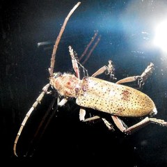 Brothylus gemmulatus