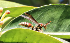 Polistes exclamans
