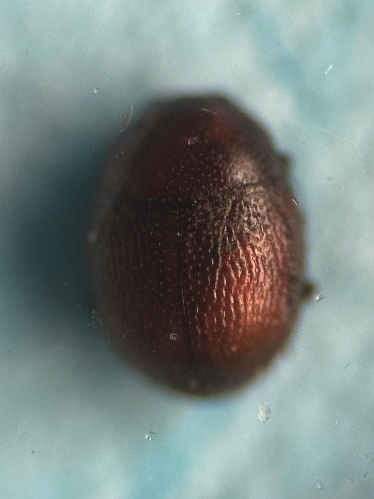 Bacanius (Gomyister) caterinoi