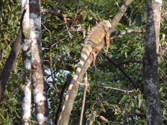 Iguana iguana
