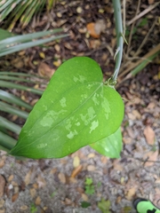 Smilax smallii